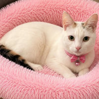 Gidget - Photo 1