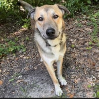 Koda - Photo 3