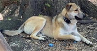 Koda - Photo 2