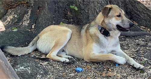 KODA - Shepherd available for adoption