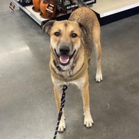 Koda - Photo 4