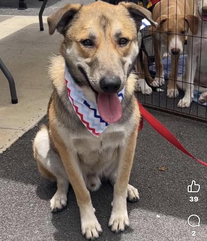 Koda Image