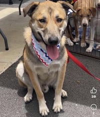 Koda - Photo 1