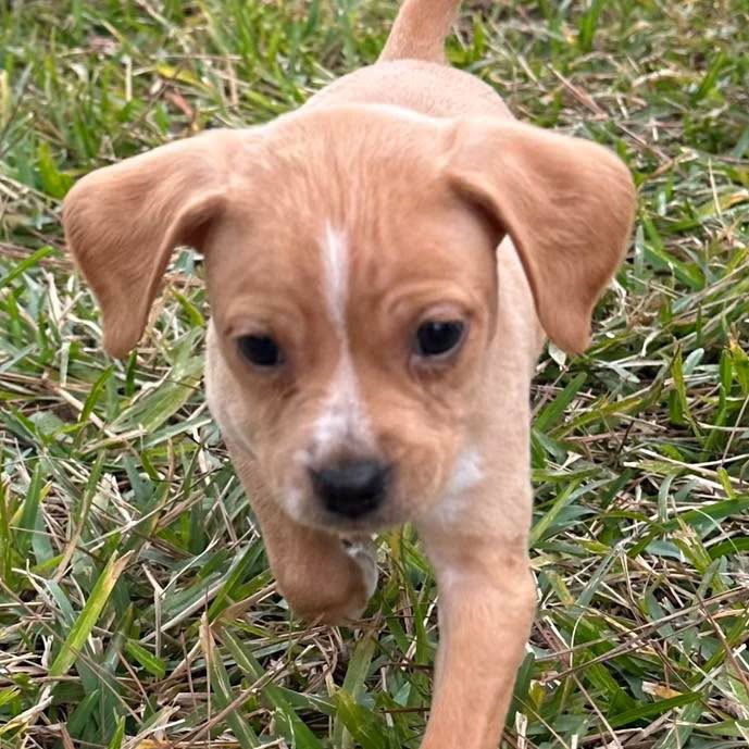 CHARLIE - Spaniel / Terrier available for adoption