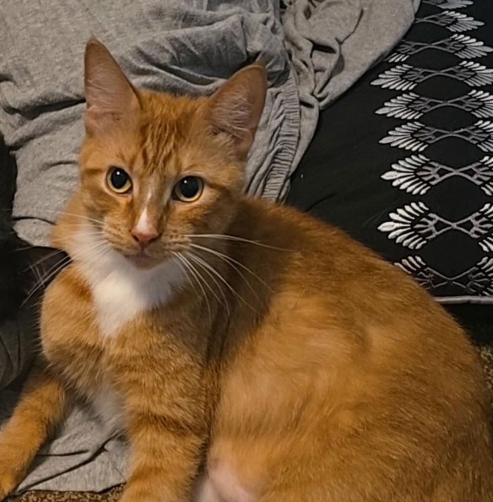 PIKACHU - Domestic Short Hair available for adoption