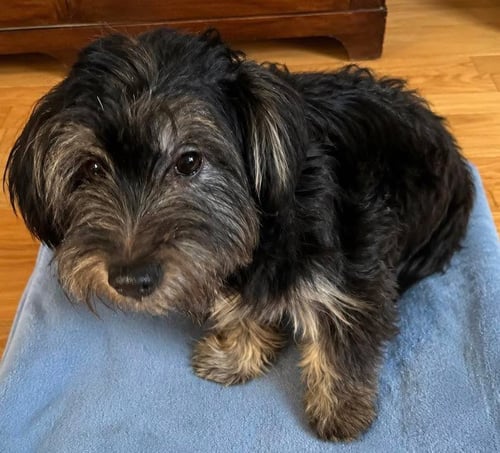 TOTO - Yorkshire Terrier Yorkie available for adoption
