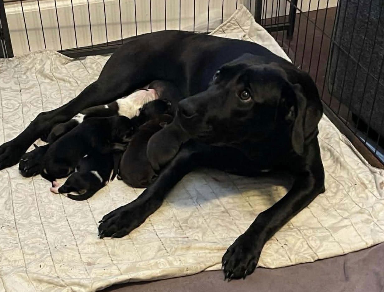 ONYX - Labrador Retriever available for adoption
