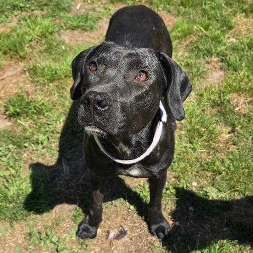 ONYX - Labrador Retriever available for adoption