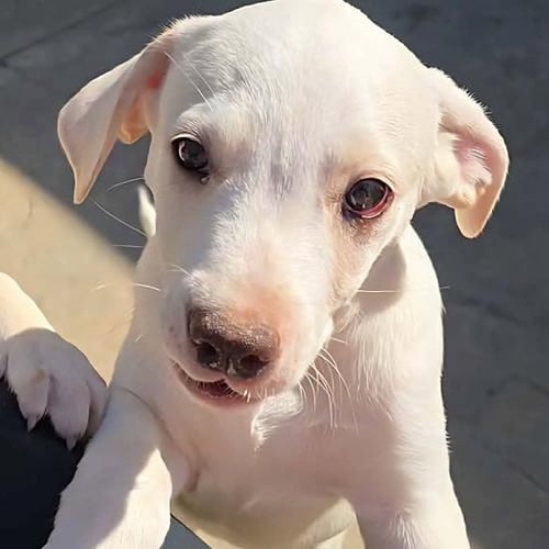 MONTY - Labrador Retriever available for adoption