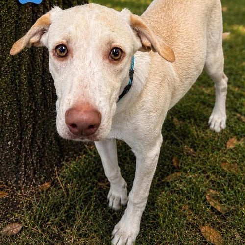 MONTY - Labrador Retriever available for adoption