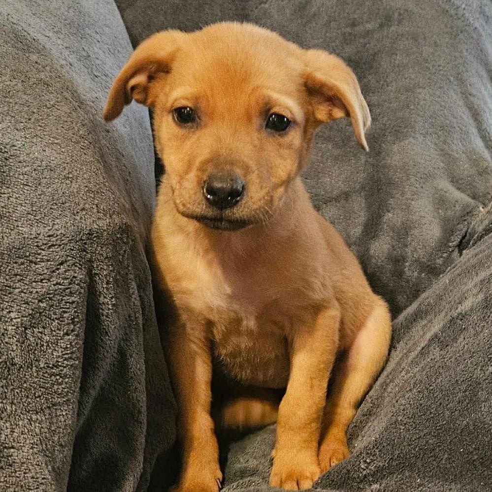 PALOMA - Catahoula Leopard Dog / Terrier available for adoption