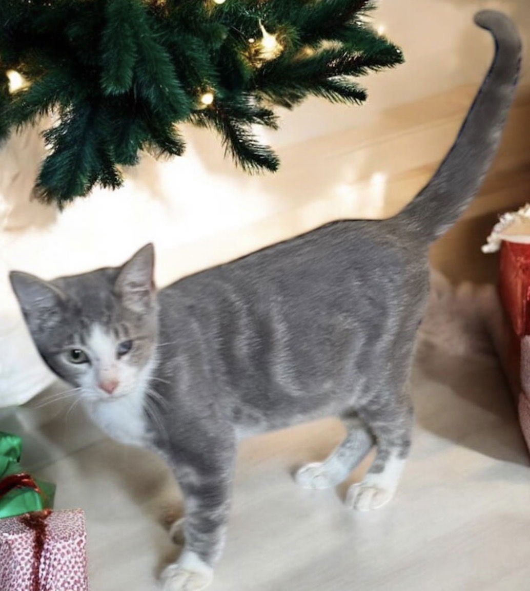 OSCAR - Domestic Short Hair available for adoption