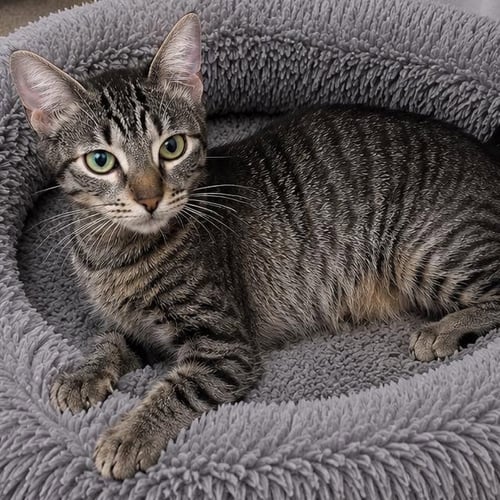 DAISY - Domestic Short Hair available for adoption
