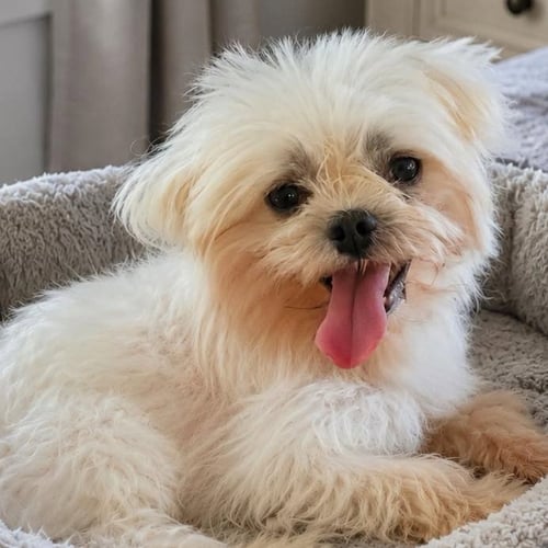 PIERRE - Maltese available for adoption