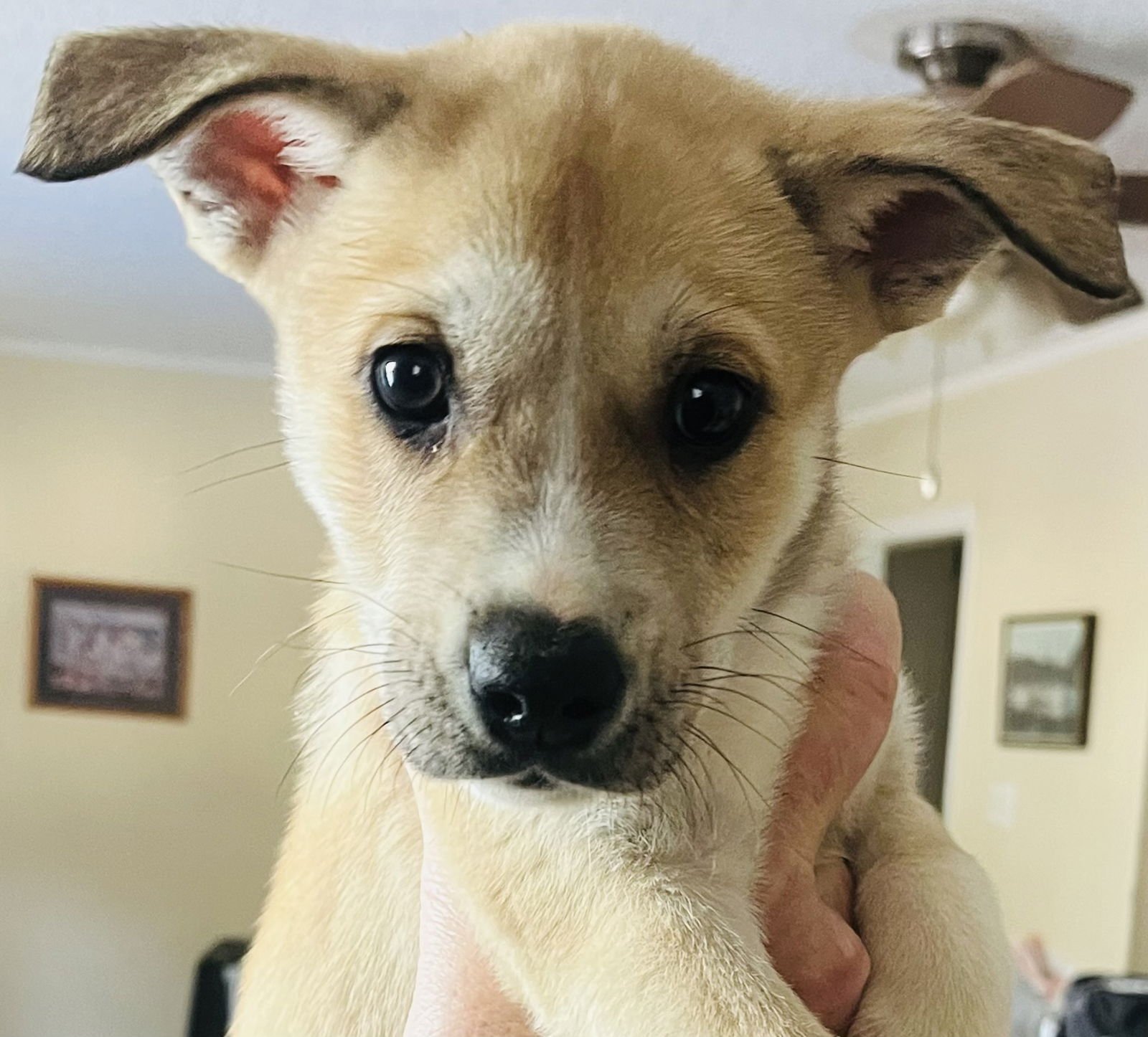 EARNEST - Labrador Retriever available for adoption