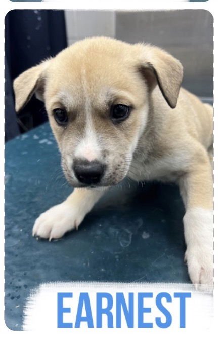 EARNEST - Labrador Retriever available for adoption