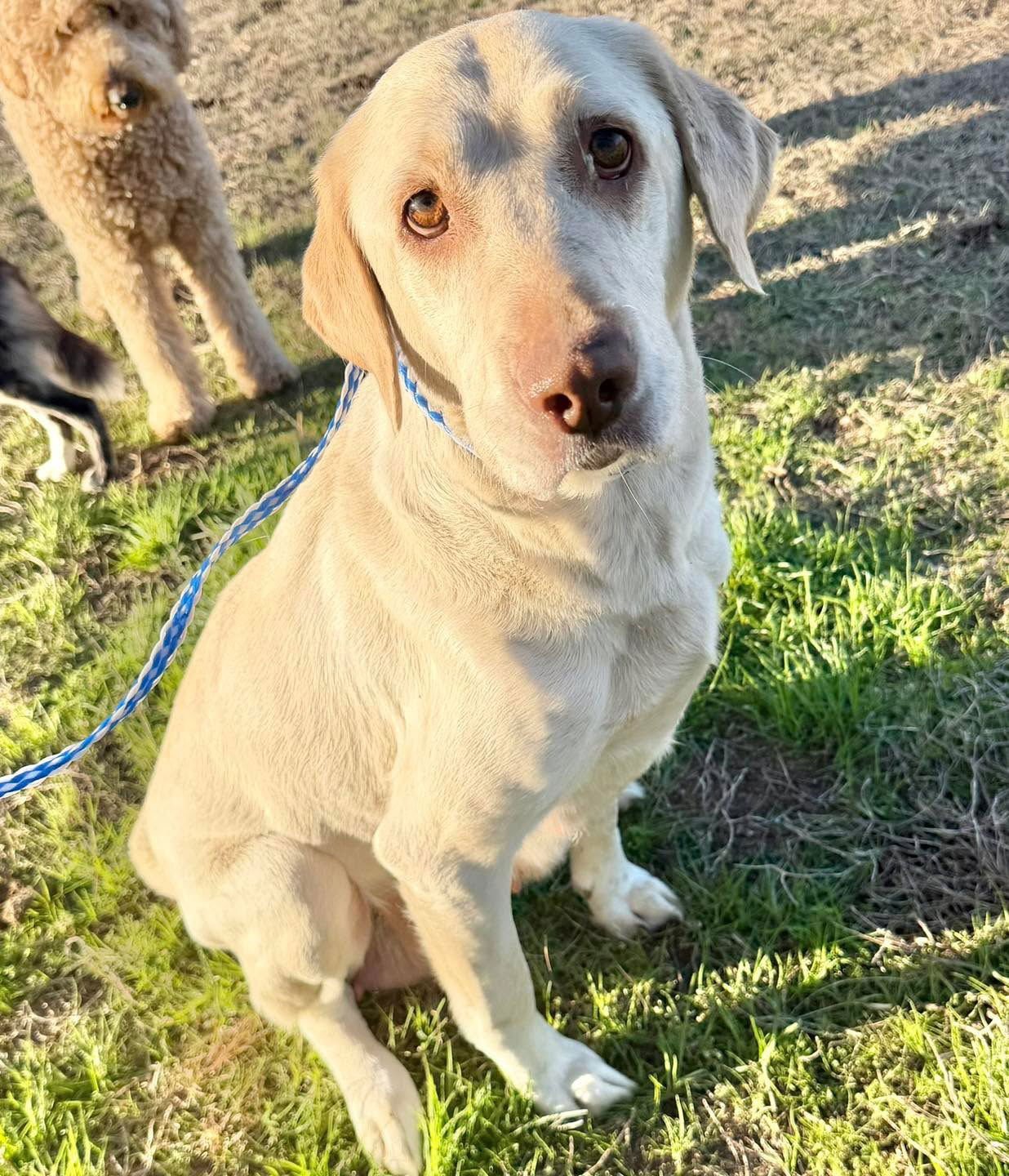 MARGO - Labrador Retriever available for adoption