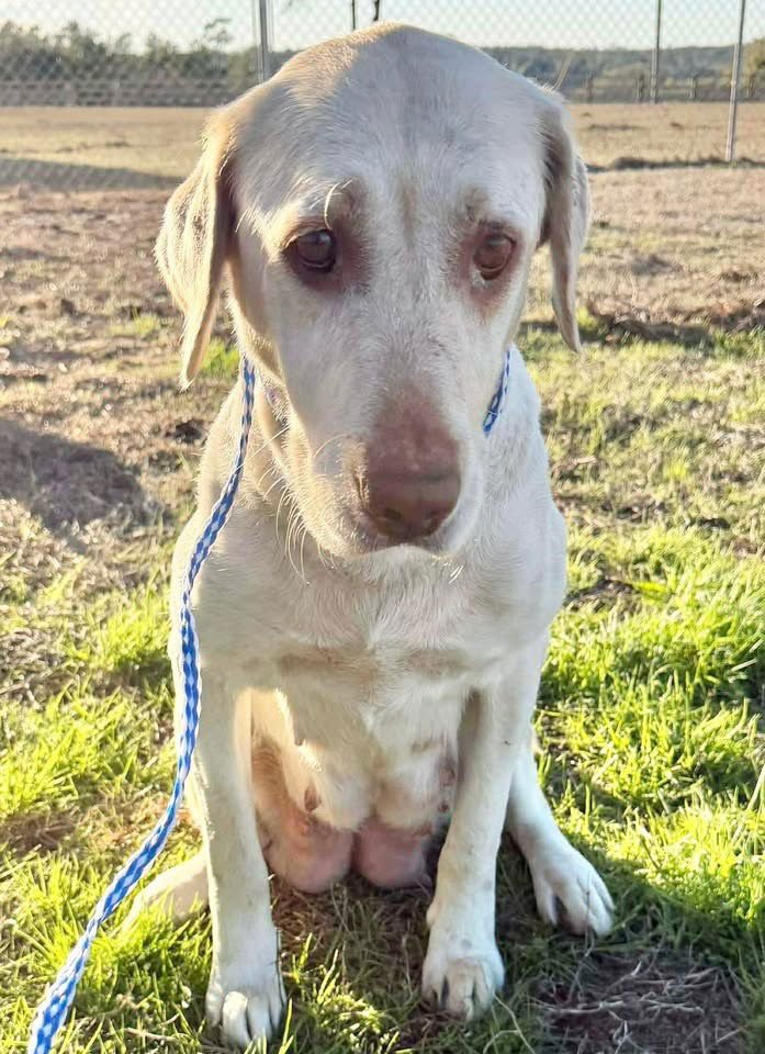 MARGO - Labrador Retriever available for adoption