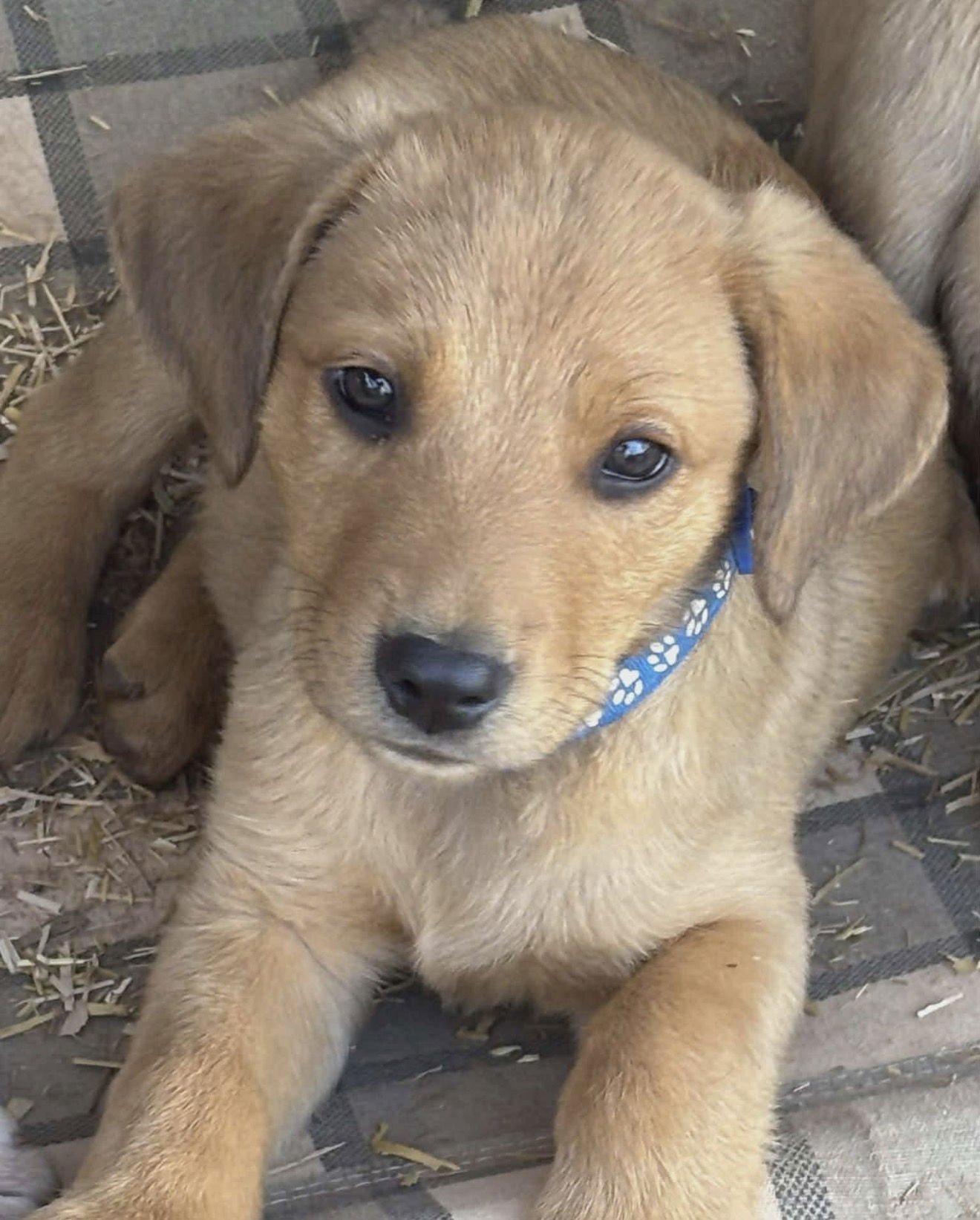 COOP - Labrador Retriever / Australian Kelpie available for adoption