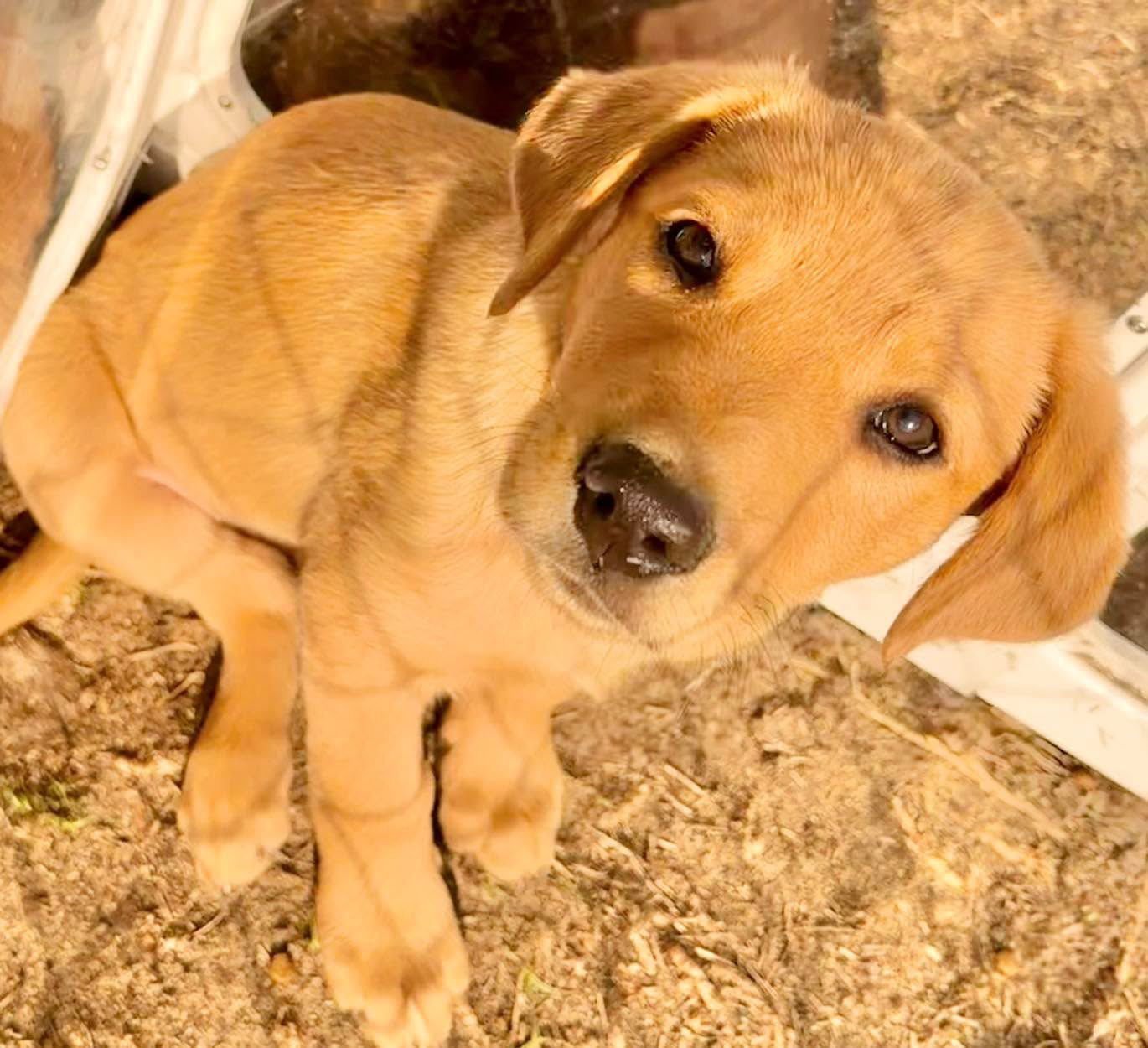 COOP - Labrador Retriever / Australian Kelpie available for adoption