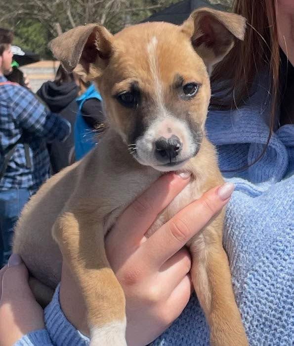 POQUITO - Catahoula Leopard Dog / Terrier available for adoption