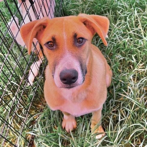 POQUITO - Catahoula Leopard Dog / Terrier available for adoption