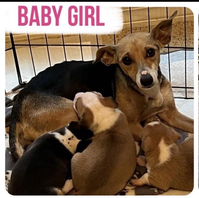 BABY GIRL - Terrier available for adoption