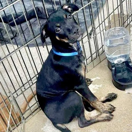 ROVER - Labrador Retriever available for adoption