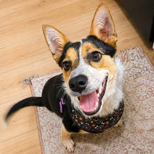 BUNNY - Australian Cattle Dog/Blue Heeler available for adoption