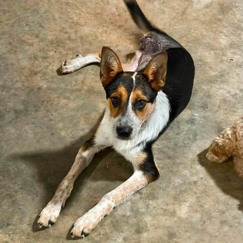 BUNNY - Australian Cattle Dog/Blue Heeler available for adoption