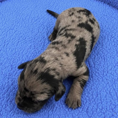 MALIK - Catahoula Leopard Dog available for adoption
