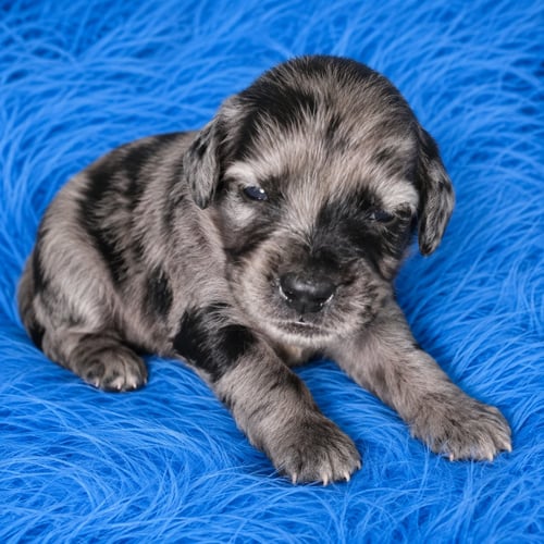 MALIK - Catahoula Leopard Dog available for adoption