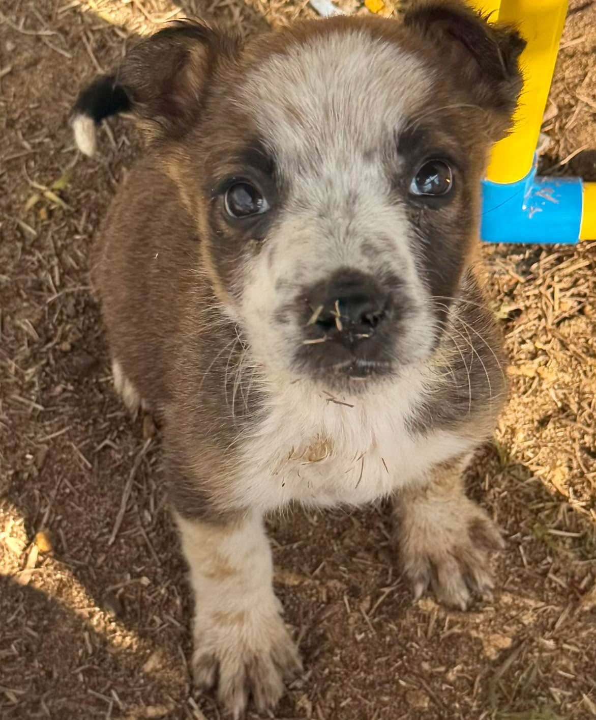 IAN - Australian Cattle Dog/Blue Heeler available for adoption