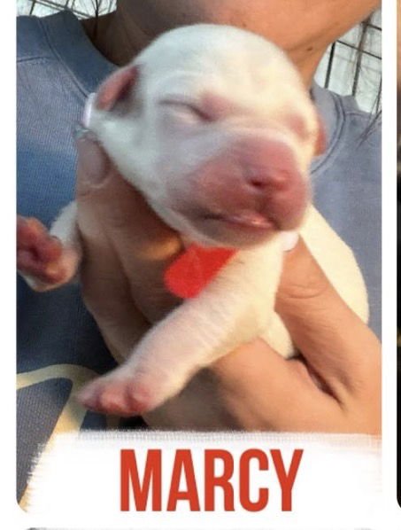 MARCY - Labrador Retriever available for adoption