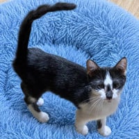 Dori - Photo 1