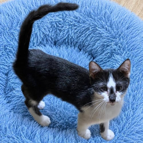 DORI - Domestic Short Hair available for adoption