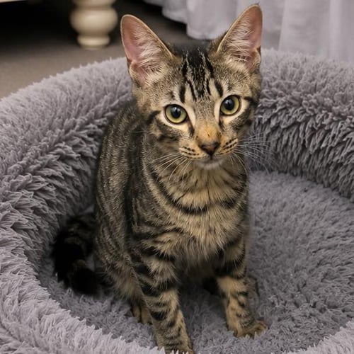 MERLIN - Domestic Short Hair available for adoption