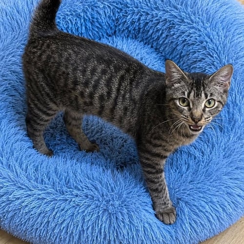 MERLIN - Domestic Short Hair available for adoption