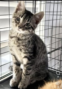 Merlin - Photo 3