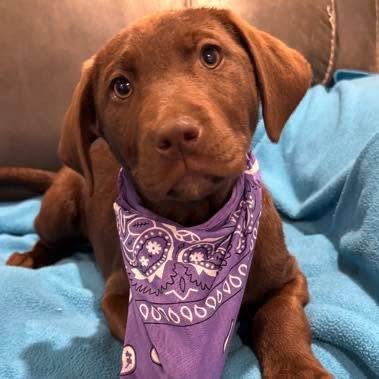 RHEA - Labrador Retriever available for adoption