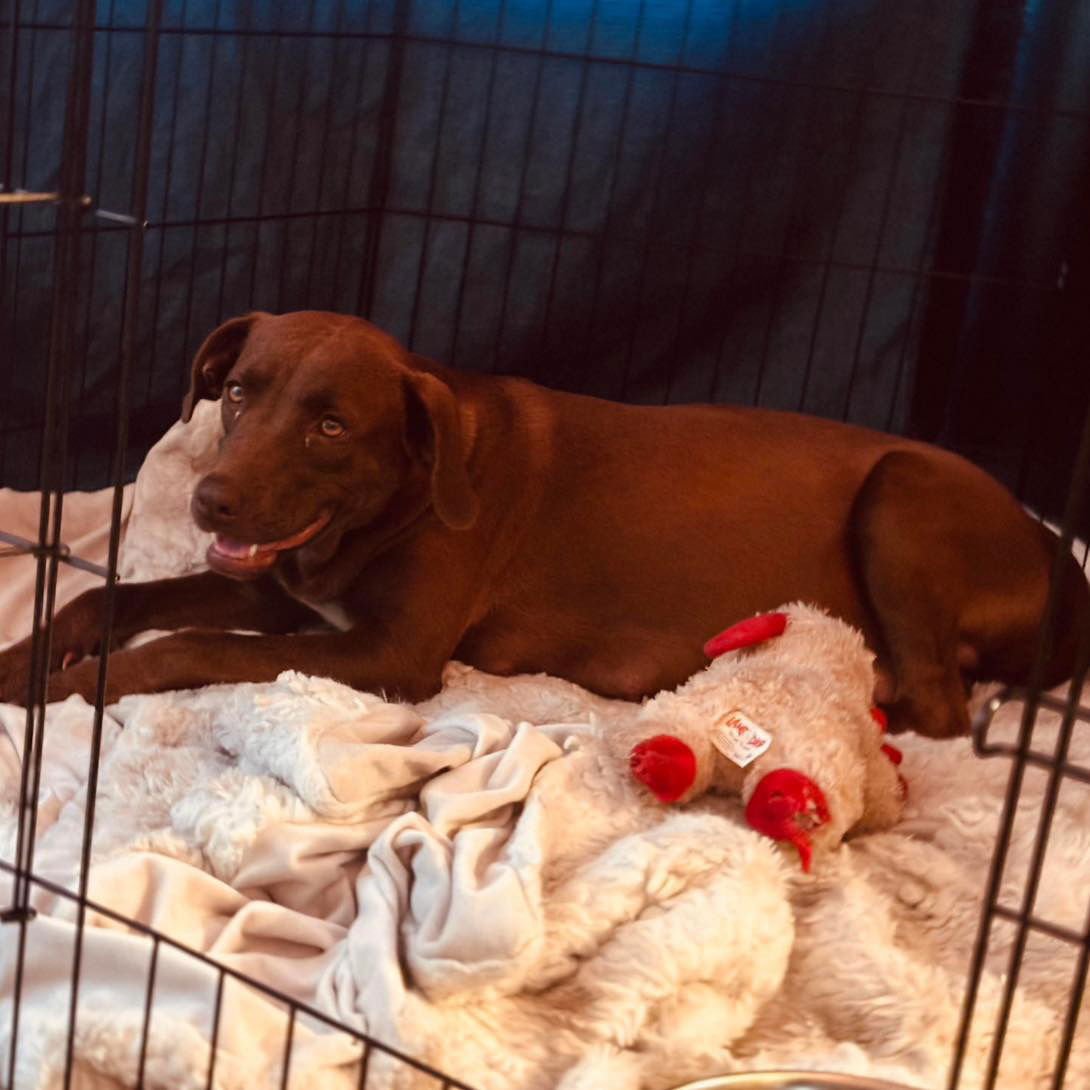 MOLLIE - Labrador Retriever available for adoption