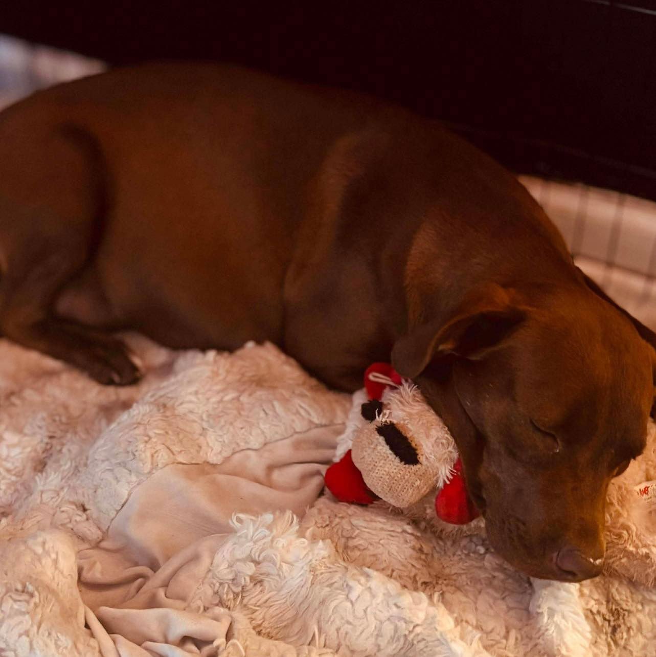 MOLLIE - Labrador Retriever available for adoption