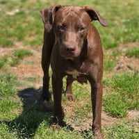 Mollie - Photo 1