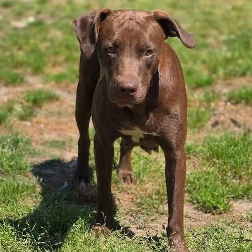 MOLLIE - Labrador Retriever available for adoption