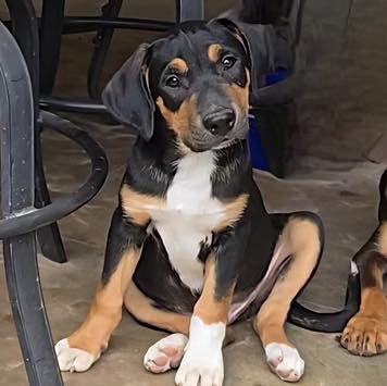 Petey Image
