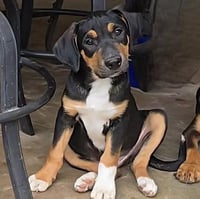 Petey - Photo 1