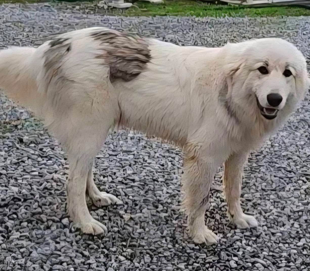OLIVER - Great Pyrenees available for adoption