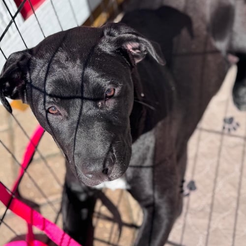 DELCI - Black Labrador Retriever available for adoption