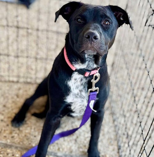 DELCI - Black Labrador Retriever available for adoption