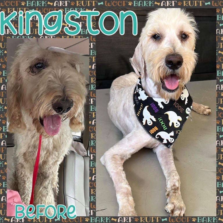 Kingston Image